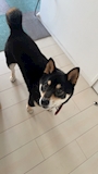 chiko
