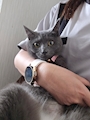 chiko