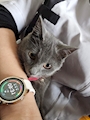 chiko
