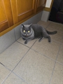 chiko