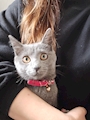 chiko