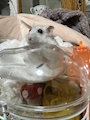 chiko