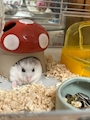 chiko