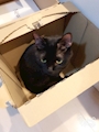 chiko