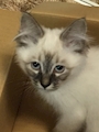 chiko