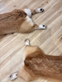 chiko