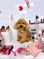 chiko
