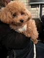 chiko