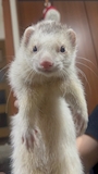 chiko