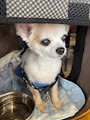 chiko
