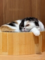 chiko