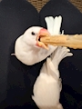 chiko
