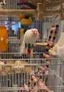 chiko
