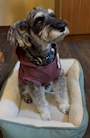 chiko
