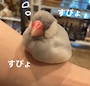 chiko