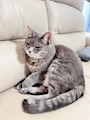 chiko