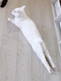 chiko