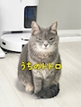 chiko