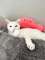 chiko
