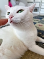 chiko