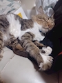 chiko