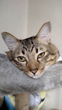 chiko