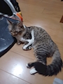 chiko