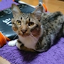 chiko