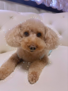 ゆい「あたち🐩の日課」