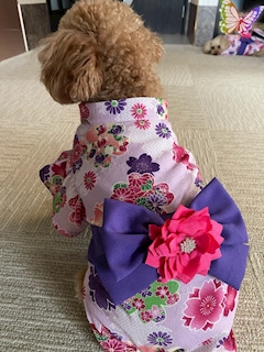 ゆい「新作の浴衣が欲しいな🐩」