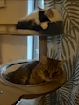 新着ブログ 🐱❣️