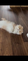 chiko