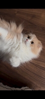 chiko