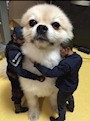 chiko