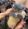 chiko