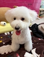 chiko