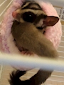 chiko