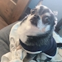 chiko
