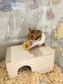 chiko