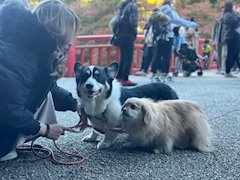 リょうか