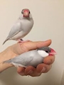 chiko
