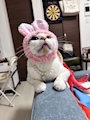 chiko