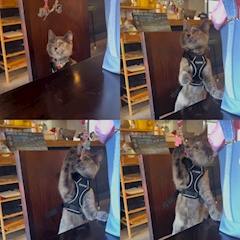 🌸さくら🍒オーシャンズ💜🩷「チルちゃん🐱🩶」