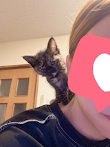 肩乗りにゃんこ