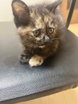 れんれん靴下さん