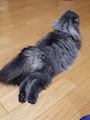 chiko