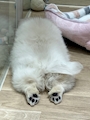 chiko