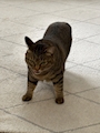 chiko