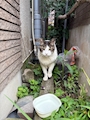 chiko