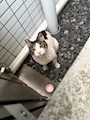 chiko